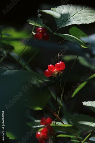 Rubus saxatilis, Stone Bramble. Red ripe transparent berries in green foliage in sunlight. Green bush with red forest berries.