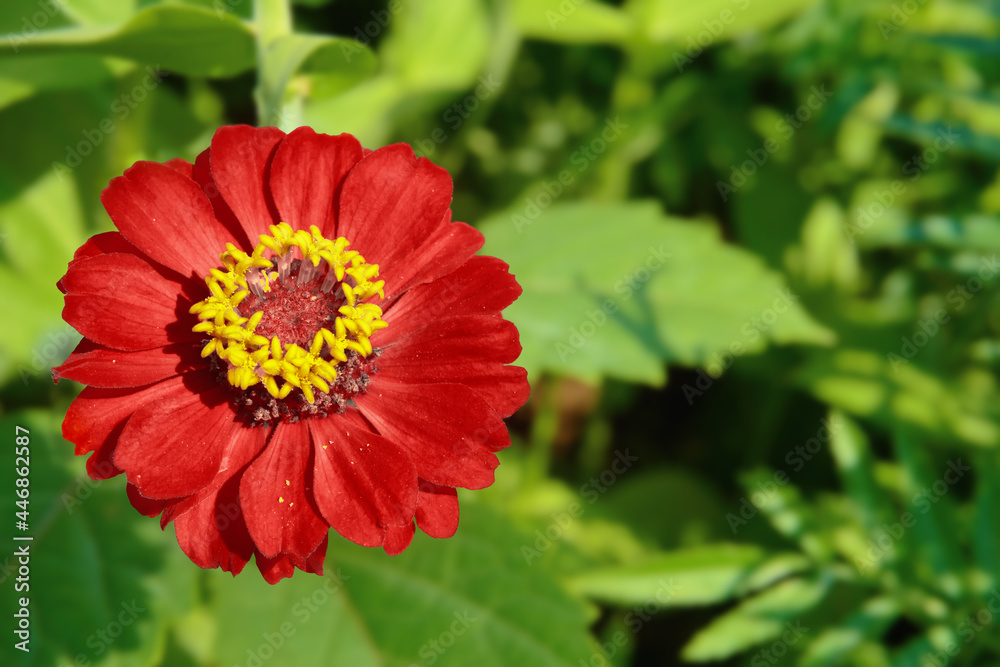 Red zinnia flower, yellow core, against the background of green castings. Soft selective focus. Postcard for the holiday Red zinnia flower, yellow core, against the background of green castings. Soft selective focus. Postcard for the holiday