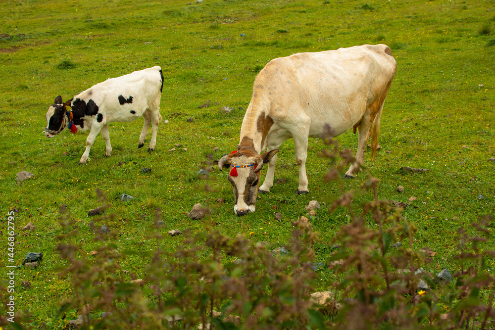 Cow and calf grazing in the pasture.