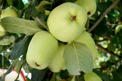 Selective focus of green apple fruits with a branch against a blurred background photo