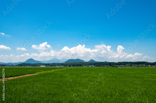 田んぼと白い雲 ©  Aveyasuhiro 