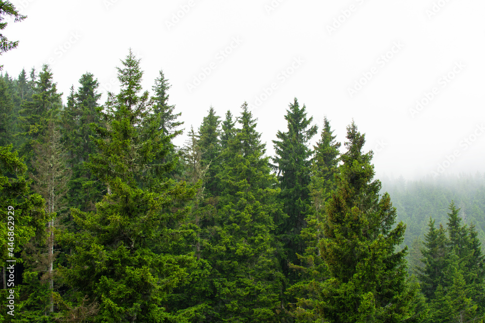 Misty forest view with spruce trees after rain. Misty forest view with spruce trees after rain.