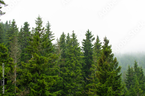 Misty forest view with spruce trees after rain. © photohasan