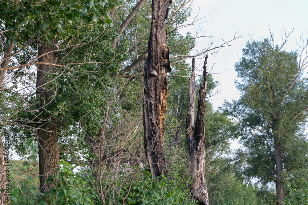Fototapeta premium A tree after a fire and a lightning strike.