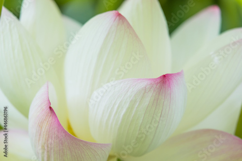 ハスの花のクローズアップ