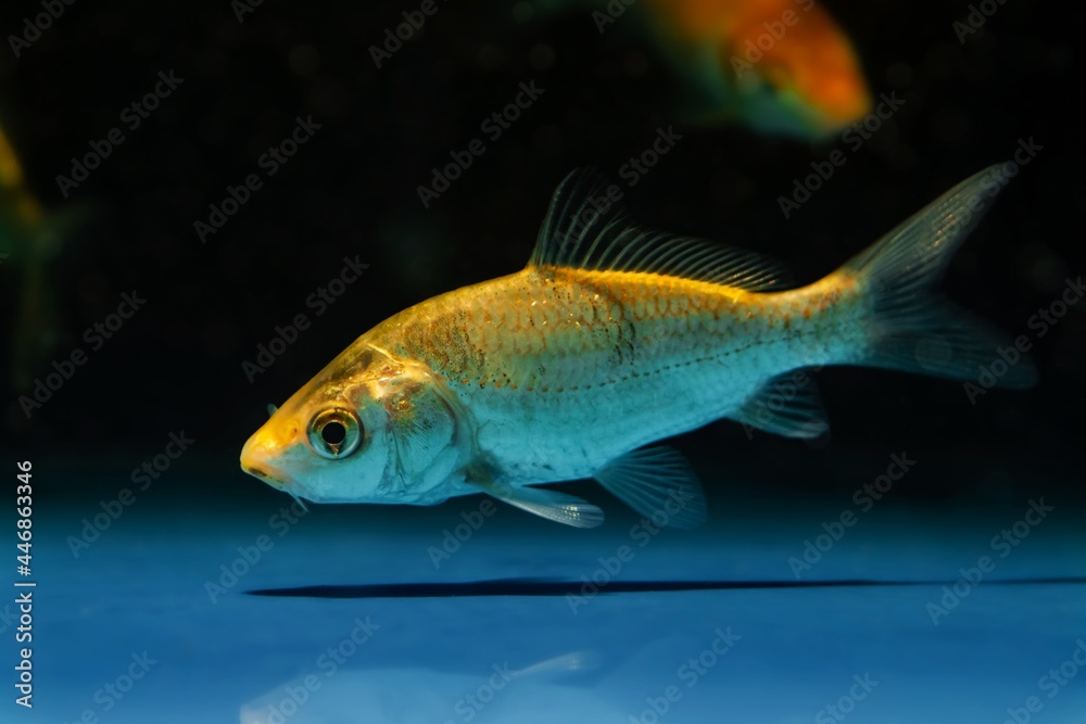 juvenile koi carp in pet shop aquarium, yellow colored domesticated commercial aqua trade breed, popular ornamental fish for water garden and koi pond, nature design concept juvenile koi carp in pet shop aquarium, yellow colored domesticated commercial aqua trade breed, popular ornamental fish for water garden and koi pond, nature design concept