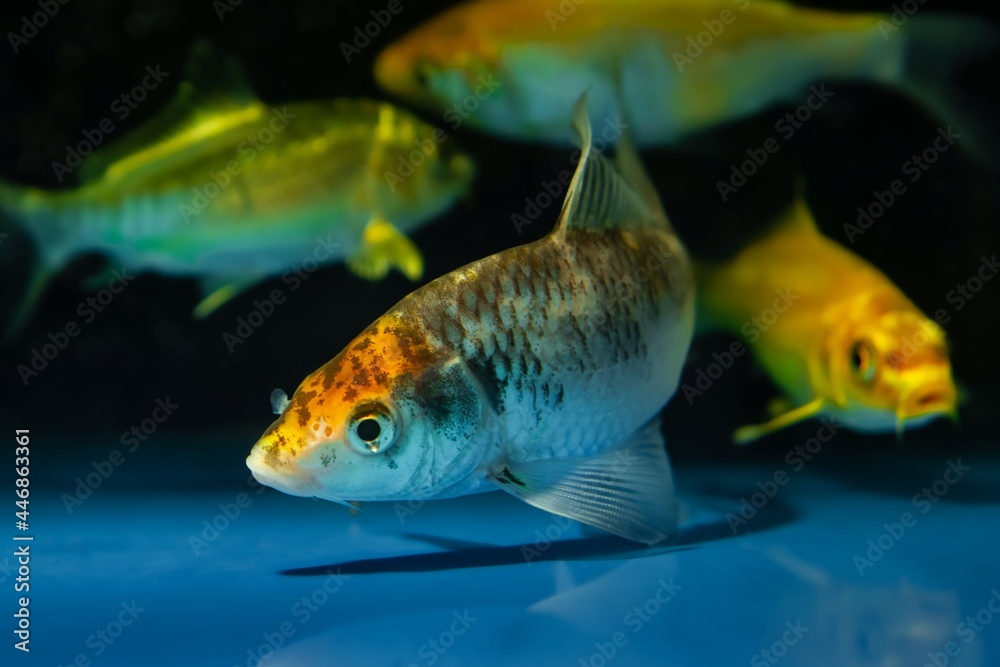 shoal of bright colored koi carp in pet shop aquarium, juvenile domesticated commercial aqua trade breed, popular ornamental fish for water garden and koi pond