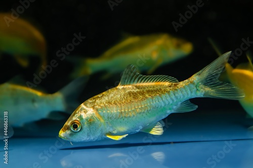 shoal of juvenile nishikigoi in pet shop aquarium, yellow colored domesticated commercial aqua trade breed, popular ornamental fish for water garden and koi pond, nature design concept