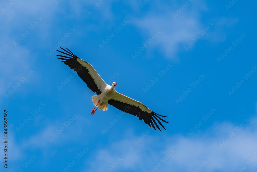Fototapeta premium White Stork flying in the blue sky