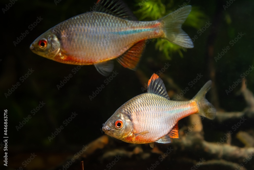 Naklejka premium male of gudgeon or bitterling in bright spawning coloration show territorial aggression in a planted freshwater aquarium, beautiful ornamental species, dark low light biotope concept