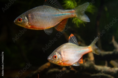 male of gudgeon or bitterling in bright spawning coloration show territorial aggression in a planted freshwater aquarium, beautiful ornamental species, dark low light biotope concept