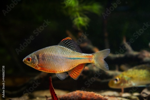aggressive male of gudgeon or bitterling in bright spawning coloration show dominance in a planted freshwater aquarium, beautiful ornamental species, dark low light biotope concept