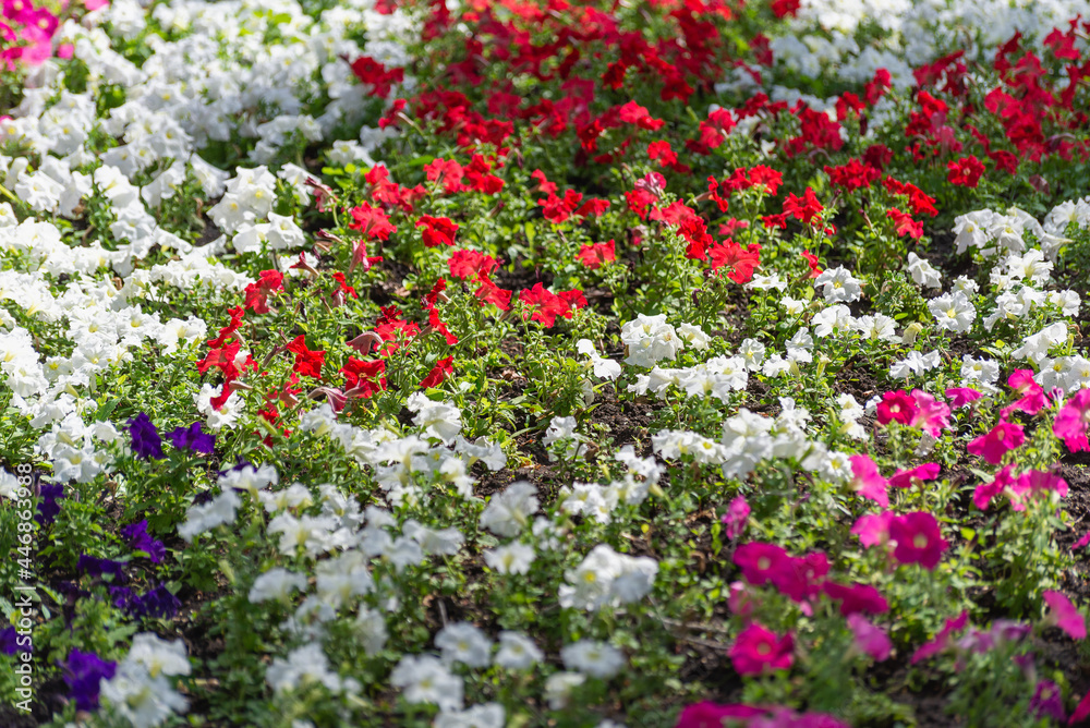 A beautiful flower bed of colorful flowers.