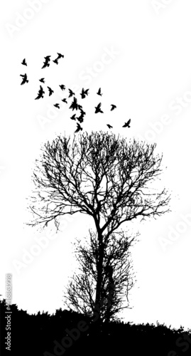 Black silhouette of a tree without leaves with flying birds . Vector illustration