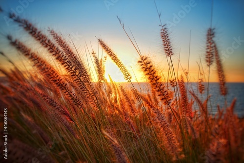 wheat field at sunset