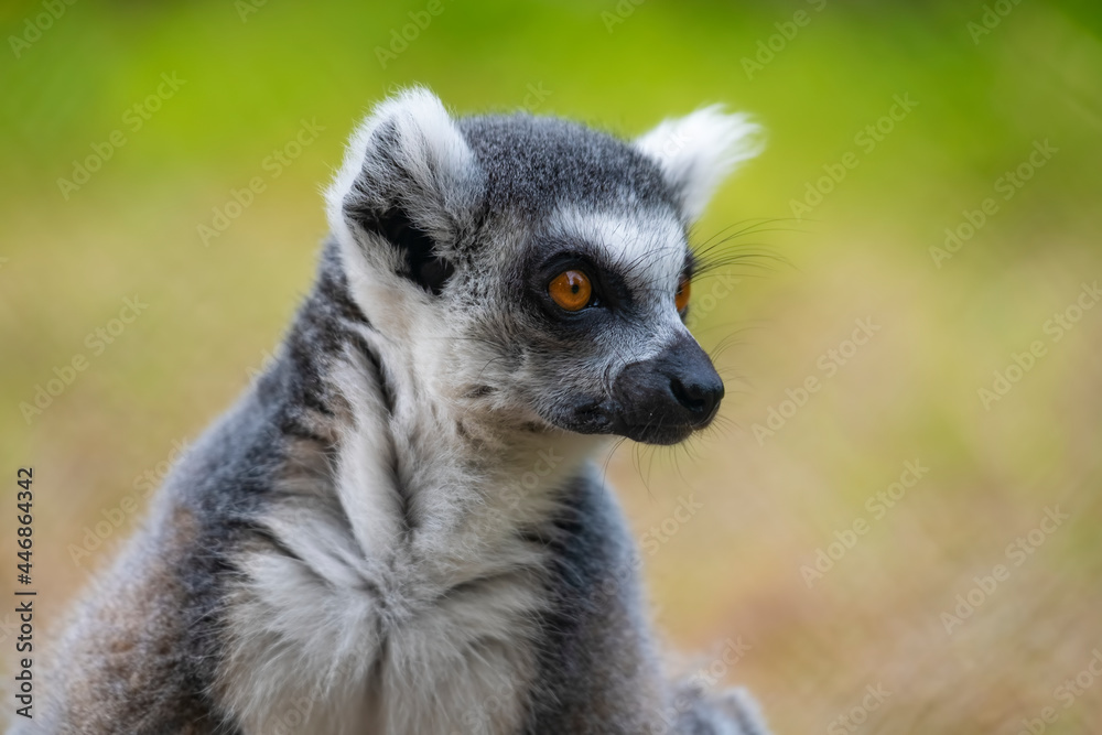 portrait of an lemur portrait of an lemur