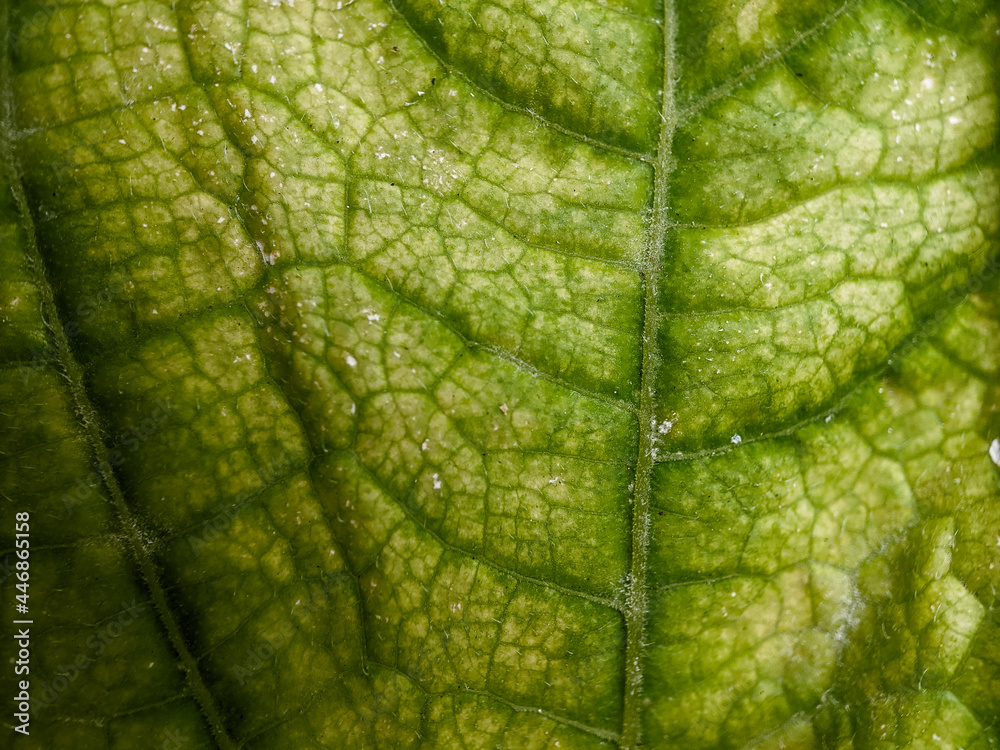 green leaf texture taken with a macro lens green leaf texture taken with a macro lens