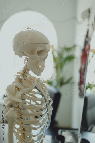 skeleton stands in a light room, visual material for teaching the structure of the human body