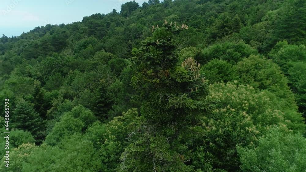Aerial view of forest with blooming firs Aerial view of forest with blooming firs