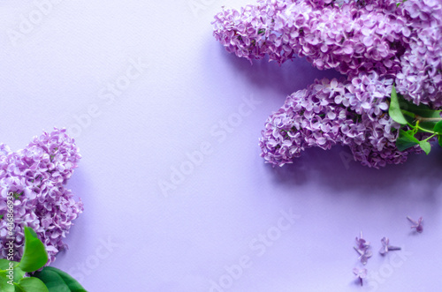 lilac flowers on purple background  free space