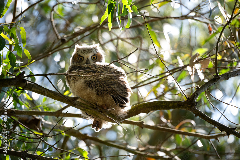 Baby owl in eucalyptus tree looking at camera in California State Park Baby owl in eucalyptus tree looking at camera in California State Park