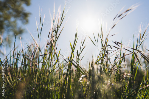 green wheat against the sun