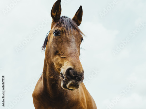 brown horse head against sky