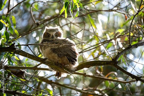 Baby owl in eucalyptus tree looking at camera in California State Park