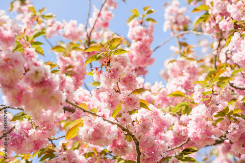 Blooming tree with pink blossoms