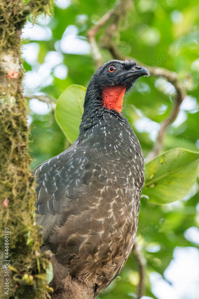 Fototapeta premium Beautiful black tropical bird with red neck on green rainforest