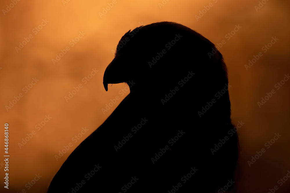 A Silhouette of a Lanner Falcon