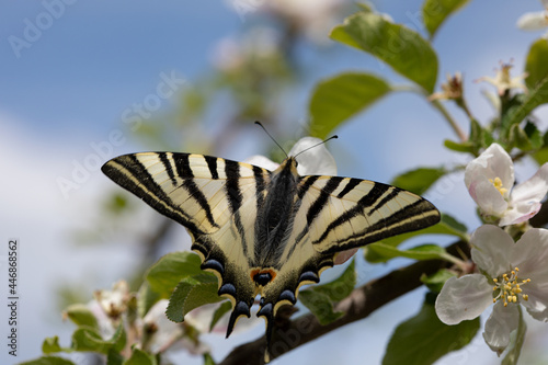 Papilio Machaon  butterfly in a tree