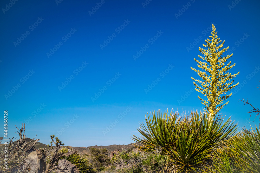 A yellowish Tamarack Larch Tree in Joshua Tree National Park, California A yellowish Tamarack Larch Tree in Joshua Tree National Park, California