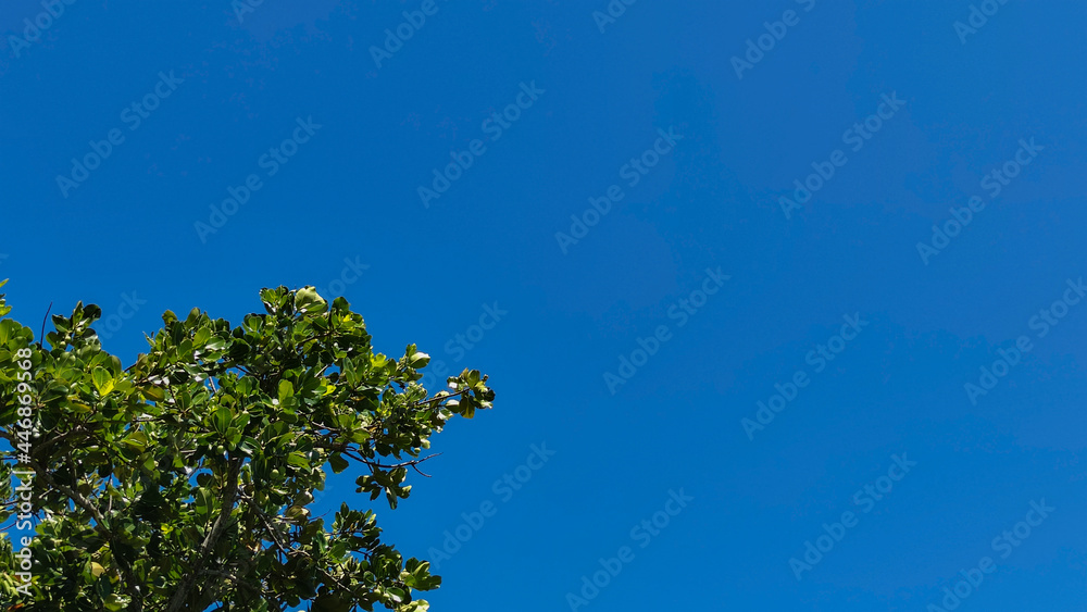 Bright blue sky and green branch, copy spase, horizontal orientation Bright blue sky and green branch, copy spase, horizontal orientation
