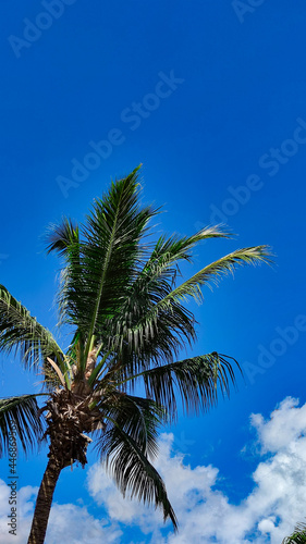 Green palm in the bright blue sky, copy space, background