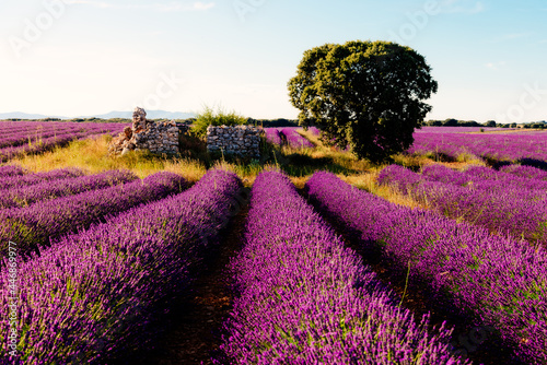 Purple Lavender Fields with Tree and old house. Summer sunset la