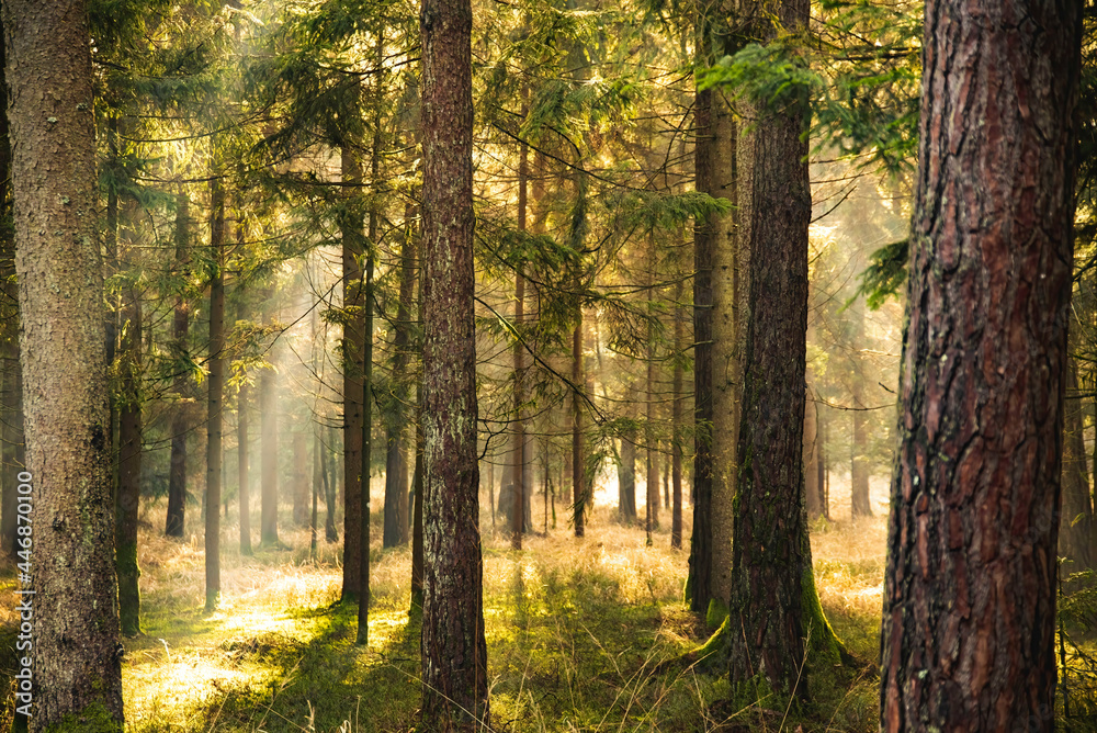 Fototapeta premium Magical Deep foggy Autumn Forest. Park. Beautiful Scene Misty Old Forest with Sun Rays,