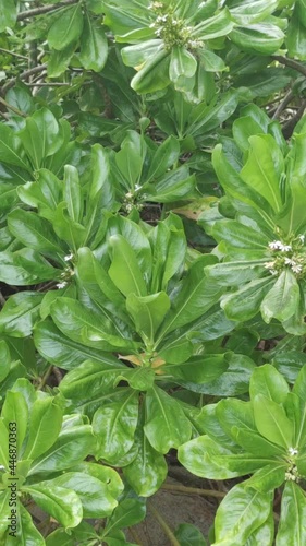 Pittosporum tobira 'Nanum' also known as Japanese mock orange video photo