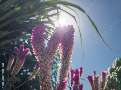 Australian flower flora native sunlight