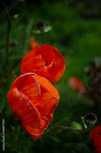 red poppy flower bush side view