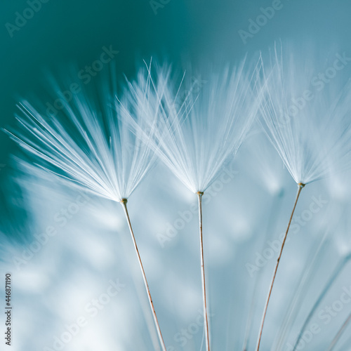 romantic dandelion flower in springtime, textured background