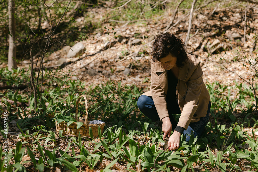Female forager picking wild ramps in a forest in April Stock Photo