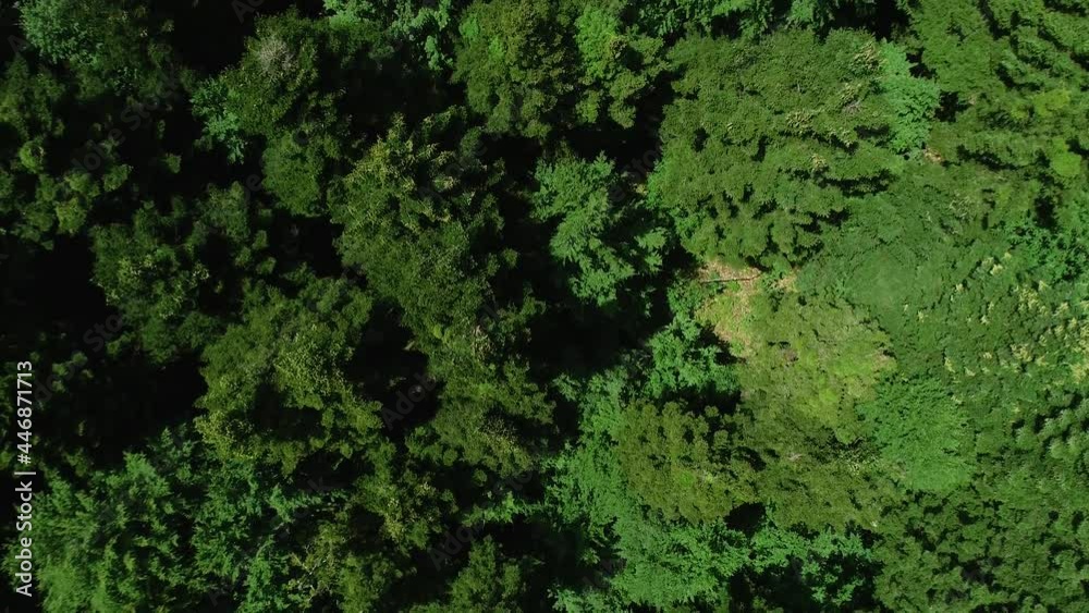 Aerial view of forest with blooming firs