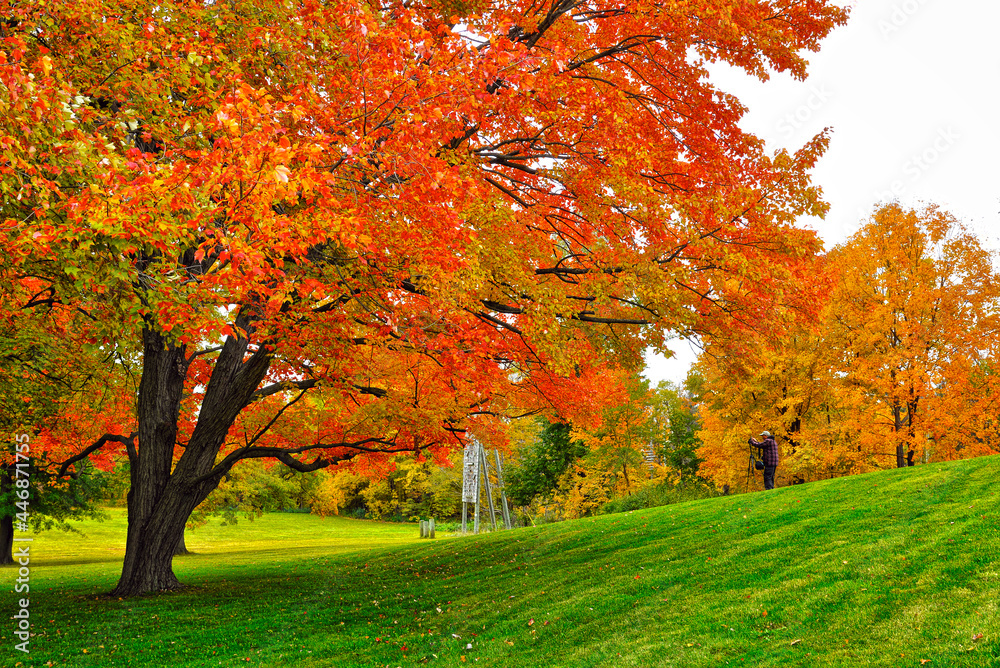 Low angle view of the maple tree in autumn