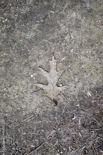 Dried out leaf on the ground