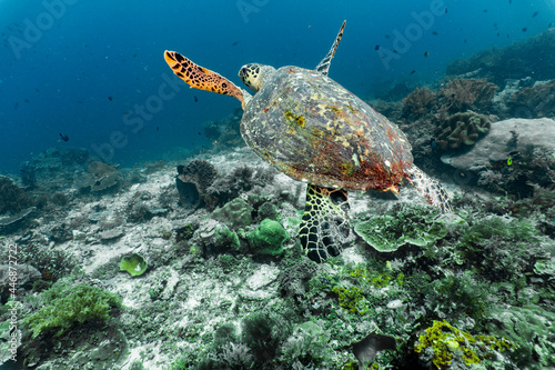 Hawksbill sea turtle floating at the ocean in Raja Ampat