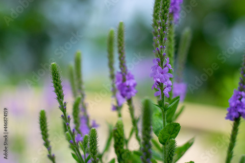 Purple lavender flower with a blurred background