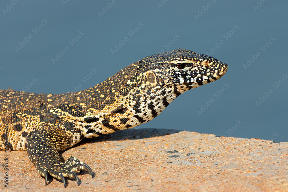 Obraz premium Portrait of a Nile monitor (Varanus niloticus), Kruger National Park, South Africa.