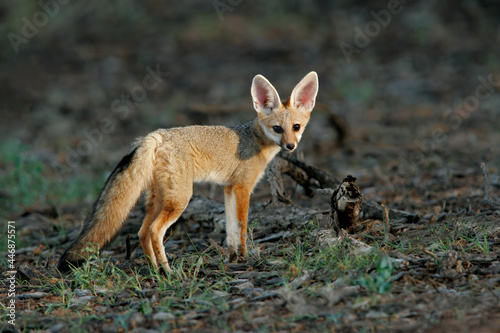 A Cape fox  Vulpes chama  in natural habitat  Kalahari desert  South Africa.