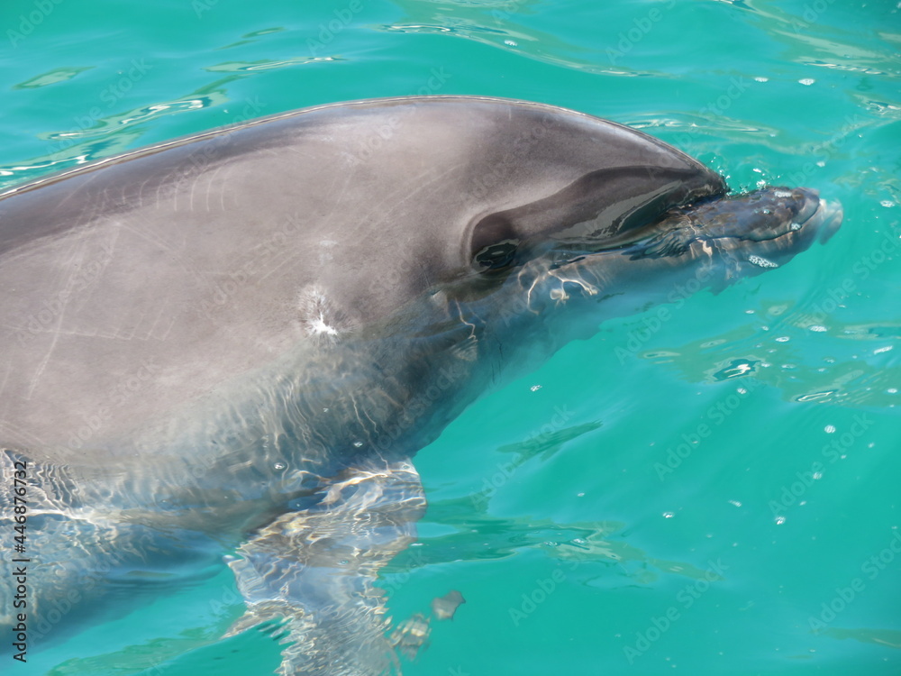 Fototapeta premium イルカ